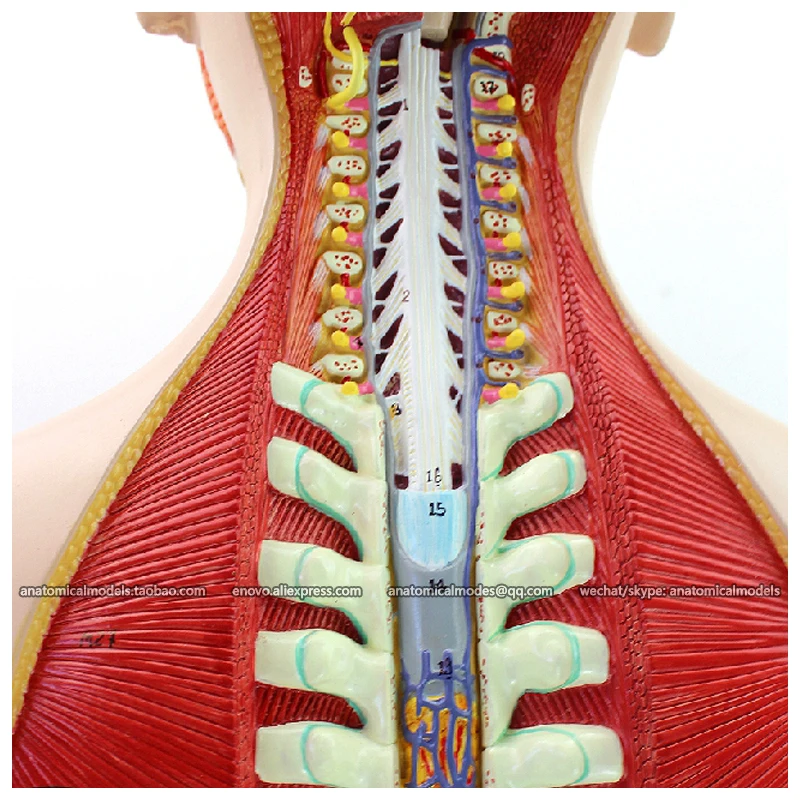 CMAM/12019 Torso 85 см мужской 18 частей пластмассовая анатомическая модель человеческого