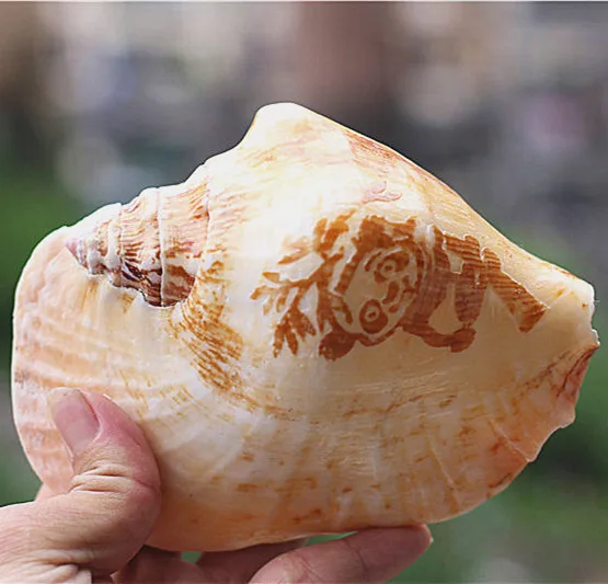 Ракушки ремесла натуральные жемчужные четыре большие известные ракушки