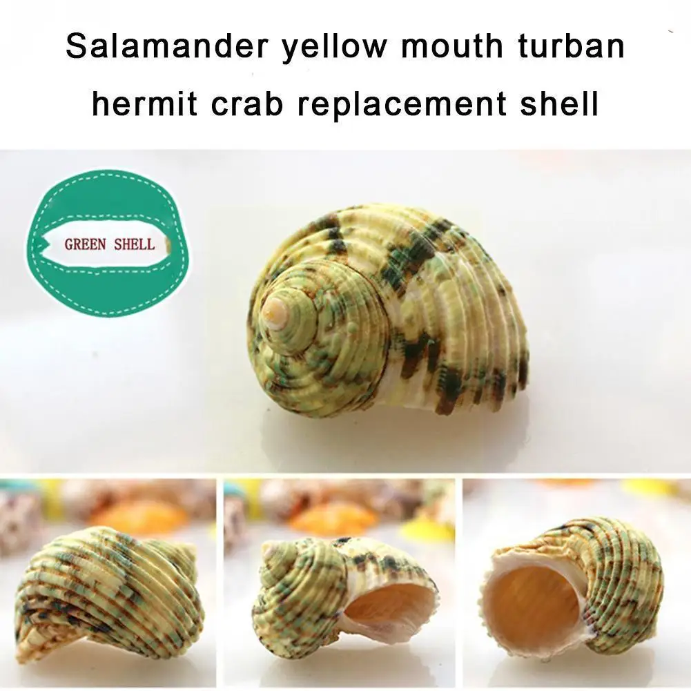 

Natural Tapestry Turban Snail Hermit Crab Replacement Shells Chopsticks Specimen Fish Tankd Stand Collect Display Decor Mar Z0z8