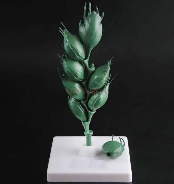

structure leaf embryo development spike Wheat flower model removable plant cell seed bud structure leaf embryo development wheat