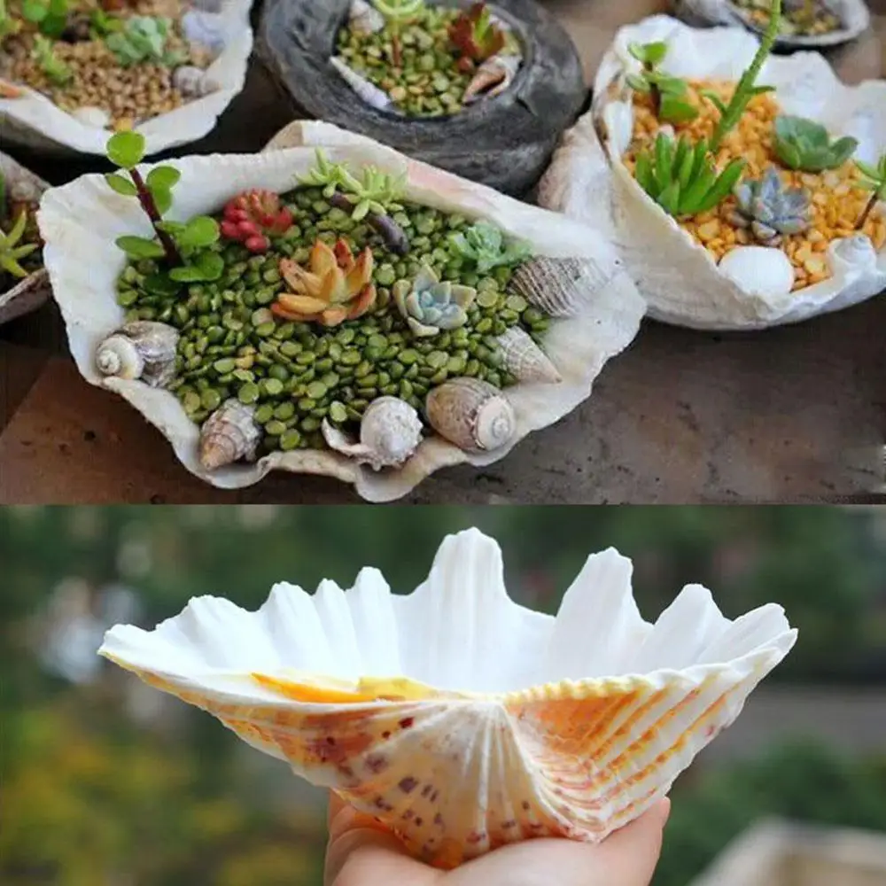 

10-12cm Large Natural Marine Tridacna Clam Conch Furnishing Sea Home D2F6