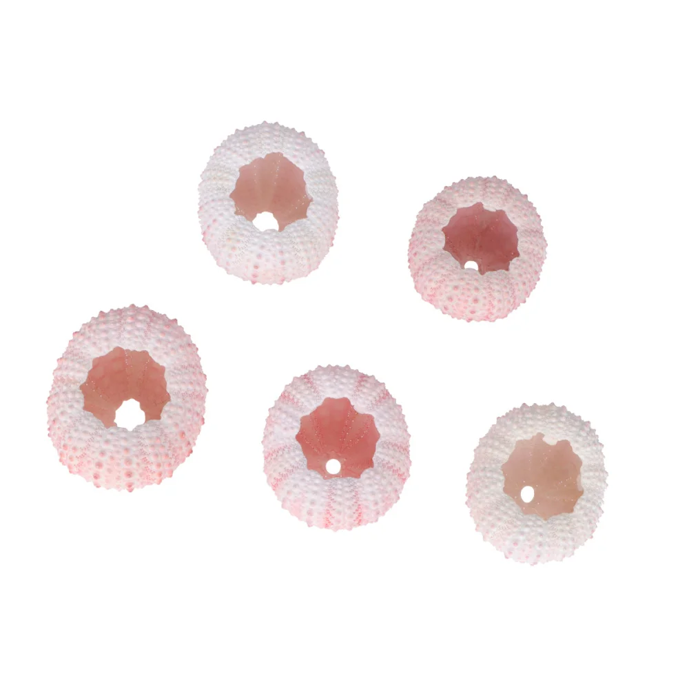 6 шт. 3/4 см натуральный морской еж ракушками раковин тилландсия контейнеры DIY