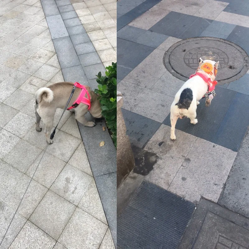 Регулируемый поводок для собак маленьких и крупных светоотражающие животных не