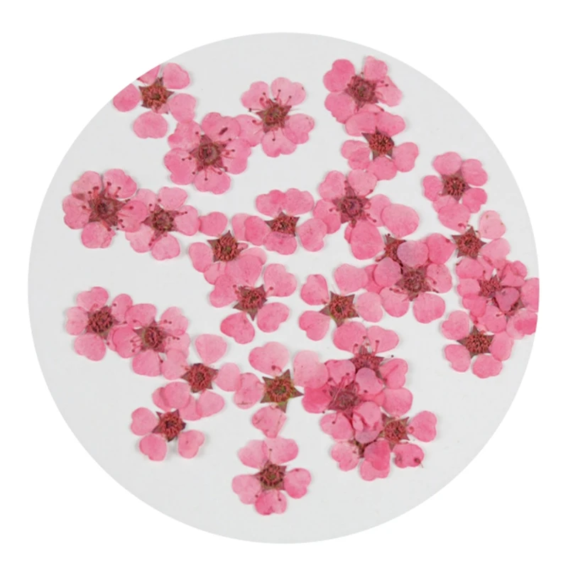 240pcs/Lot Dried Daffodils Flowers for Nail Art Plum Blossom Crafts Pressed Small Narcissus DIY Photo Frame Resin Jewelry | Дом и сад