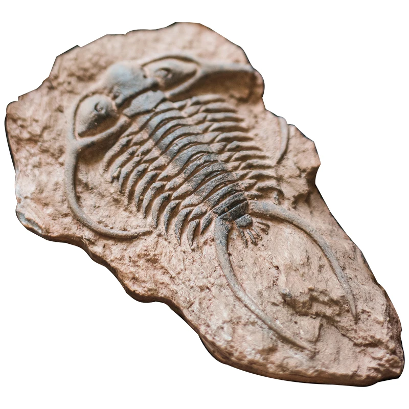 Холодильники доисторической серии Fossil с жуками рыбы и морской жизнью