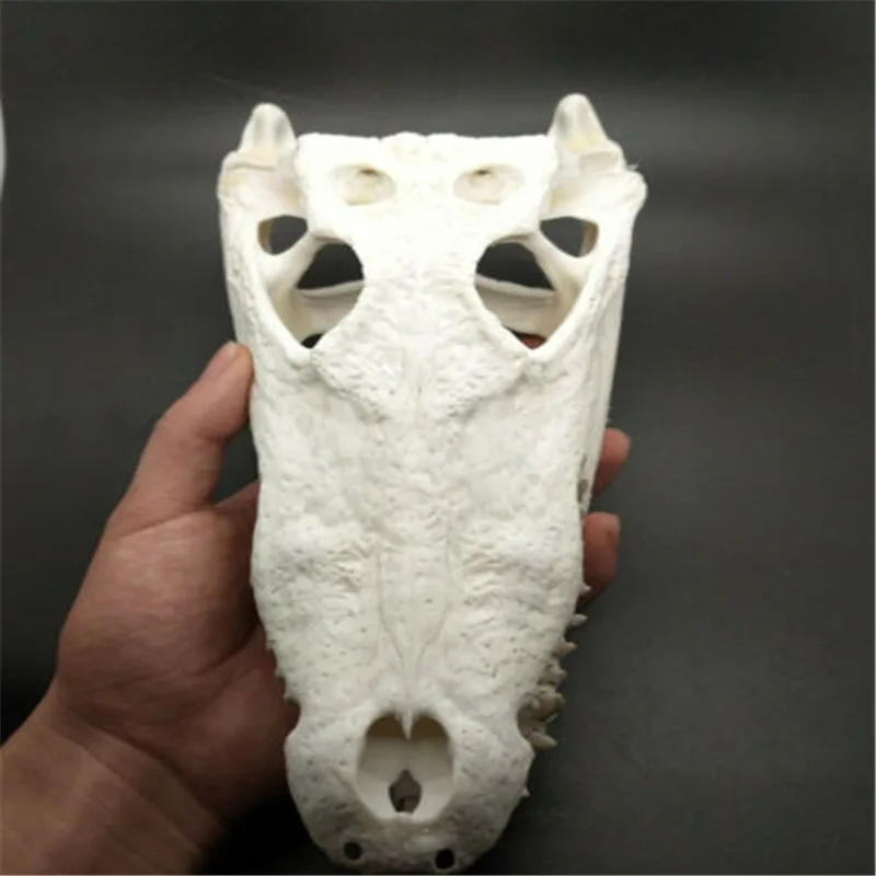 

Real Genuine Siamese Crocodile Skull Taxidermy (From the farm) 20CM-40 M Animal skull specimen Party Bar Ornaments Best Gift