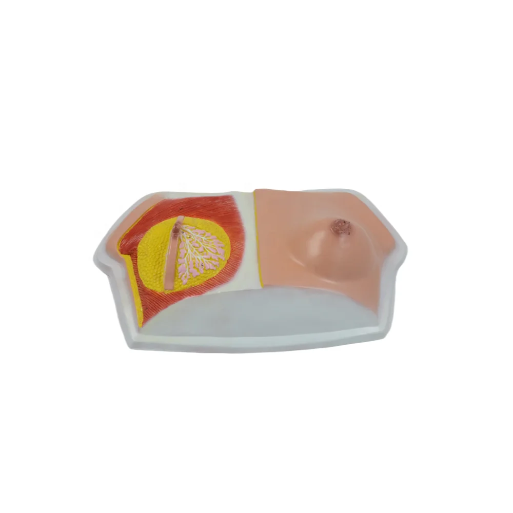 Human Female Breast Medical Anatomical Mode During Lactation for Learning and Teaching 1:1 Life Size Educational Equipment | Канцтовары