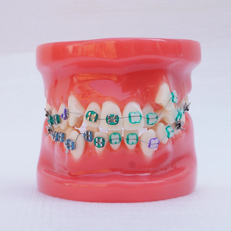 

Full Mouth Denture Orthodontic Model Tooth Dental Teaching Models