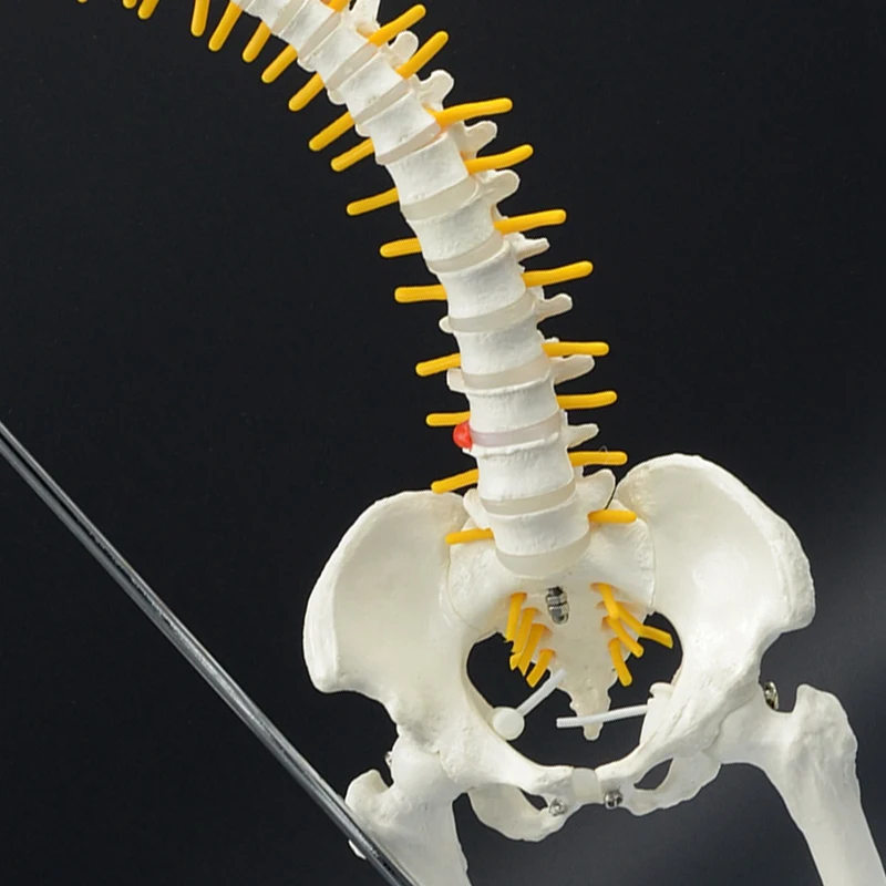 

45CM Human Spine with Pelvis Model Human Anatomical Anatomy Spine Model Spinal Column Model+Stand Flexible