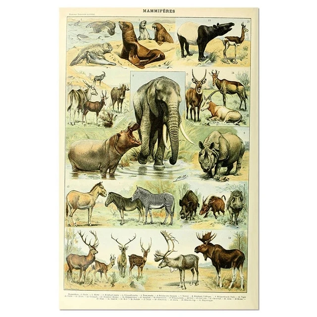 

Vintage Vegetable Fruit Mushroom Poster Print Antique Wall Art Print Botanical Picture Science Poster Kraft paper