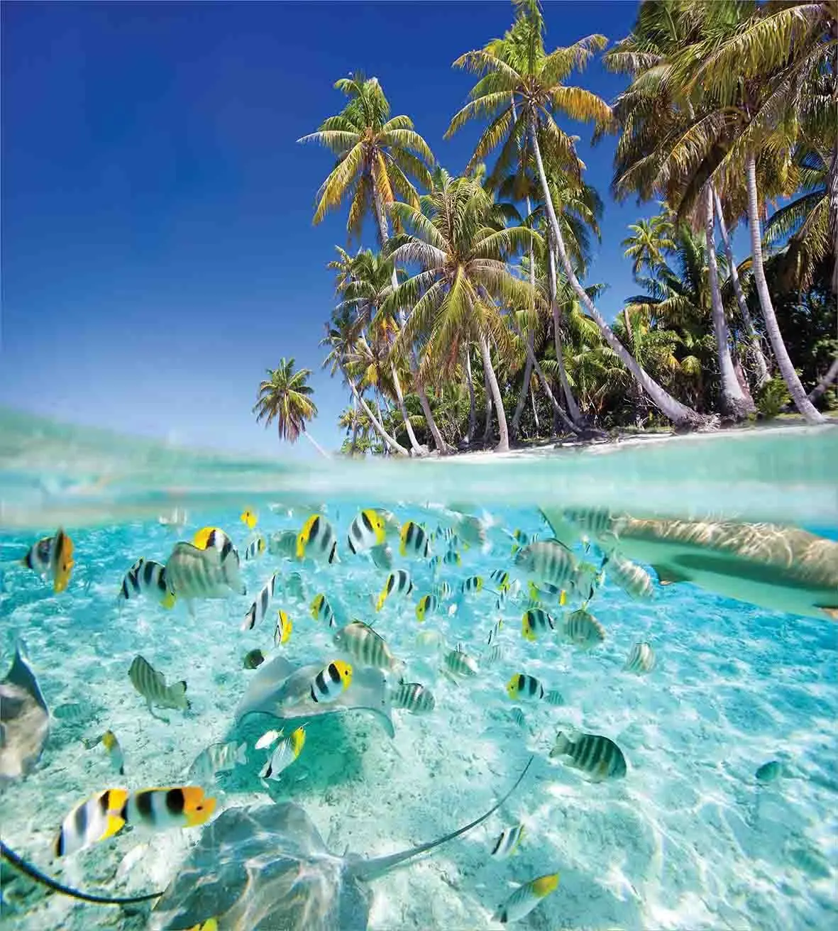 Тропический комплект пододеяльников экзотический остров над и под водой