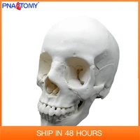 free shipping 22 parts 11 life size human head skull anatomy model assembly medical teaching supplied educational equipment