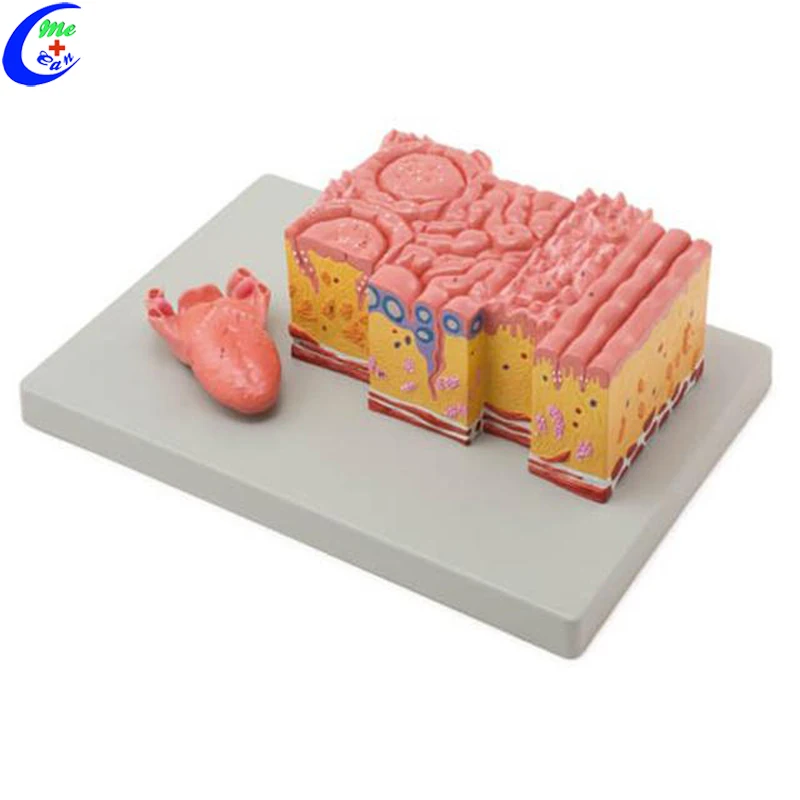 

3D Anatomy Skin Structure Model