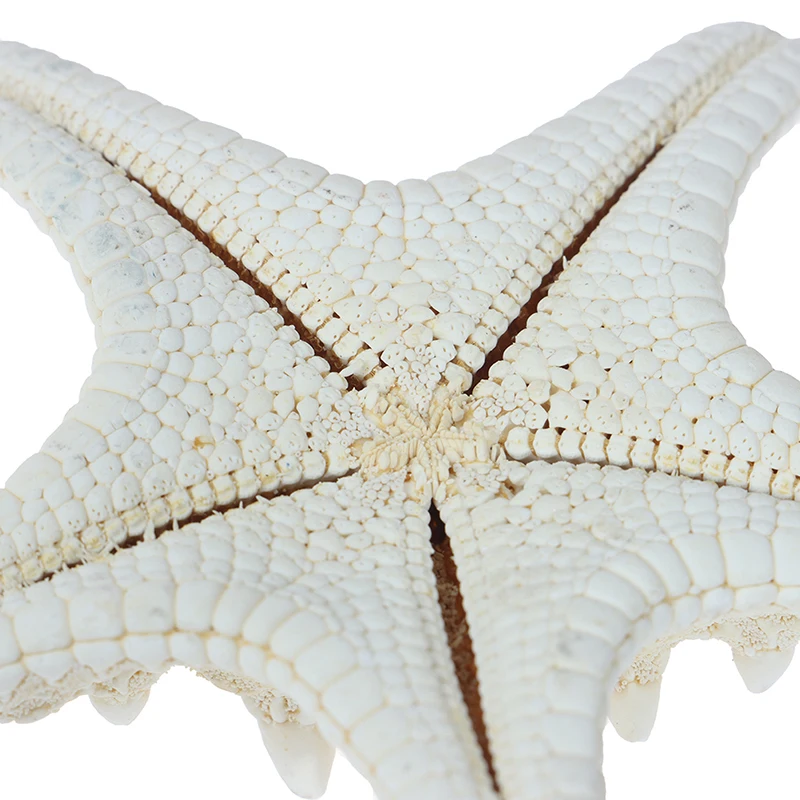 1 шт. белый Морская звезда ремесла украшения палец &quotсделай сам&quot Свадебные в