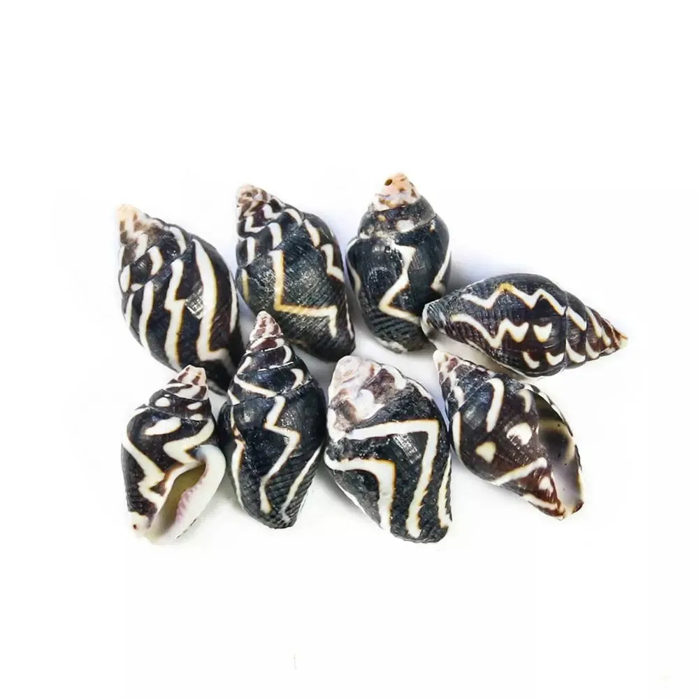 20 шт. Зебра пульсации раковин натуральный мини раковины в полоску с ракушками и