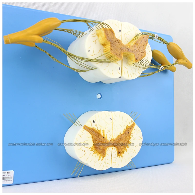 CMAM/12397 Spinal Cord with Nerve Branches 5x Medical Backbone Anatomical Human Model | Канцтовары для офиса и дома