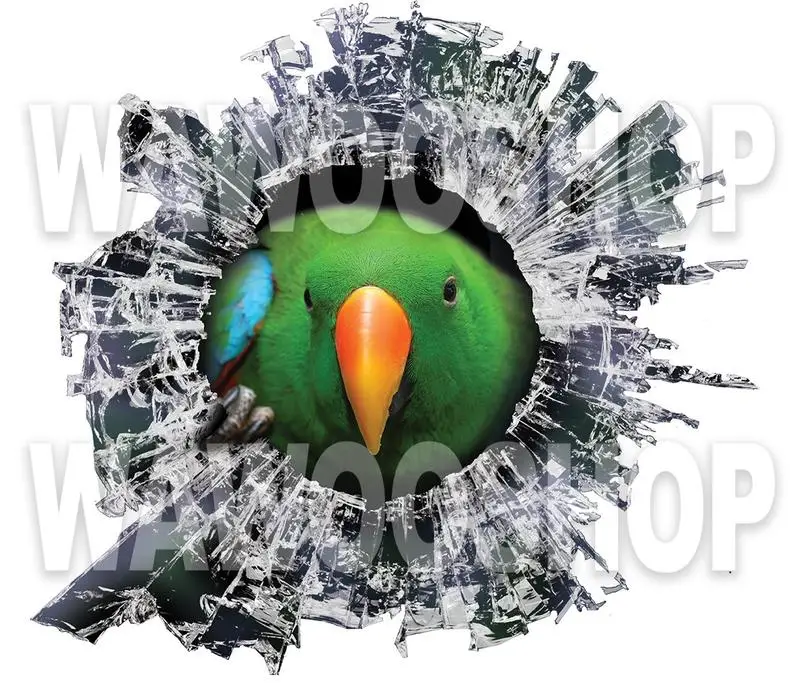 

2021 eclectus roratus window sticker, car sticker, parrot car decal, funny sticker, green eclectus