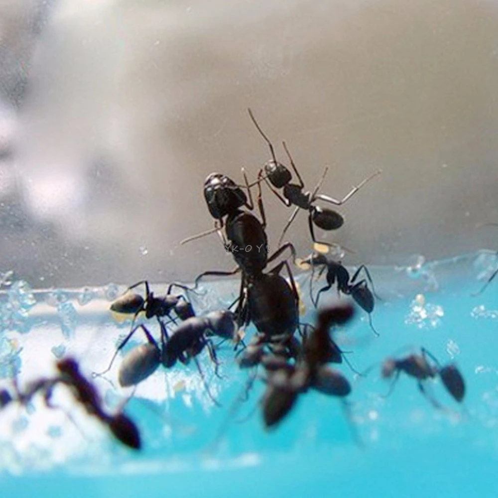 Гелевый лабиринт муравей ферма работает мастерская образовательный клей живая