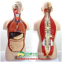enovo anatomical model of anatomical model of anatomy of human organ system in 85cm