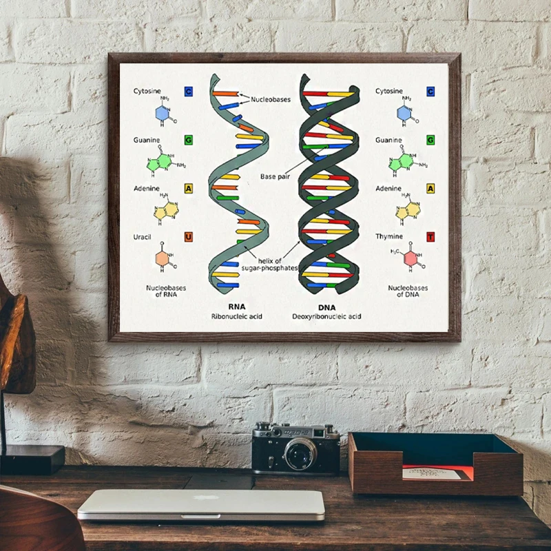 

Human DNA and RNA Canvas Printing Science Biology Poster Art Photo Genetic Code Chemistry Decoration Canvas Painting Frameless