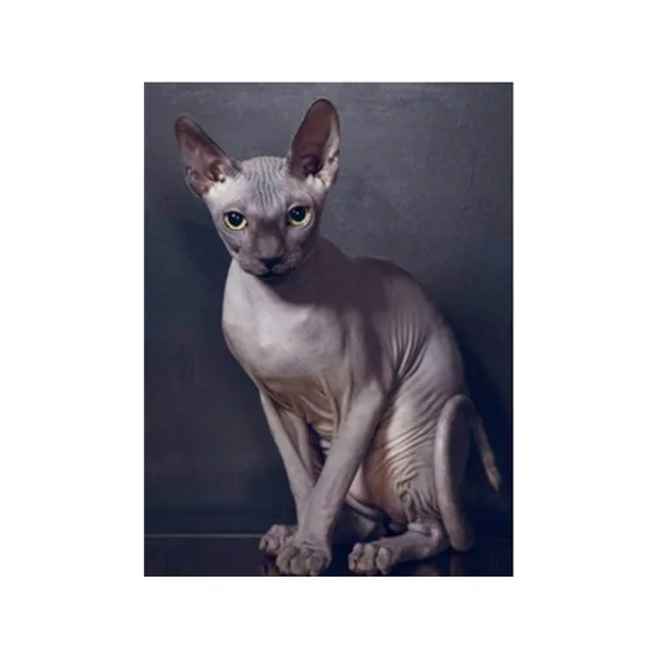 

5D full diamond round diamond DIY cross stitch for hairless cat