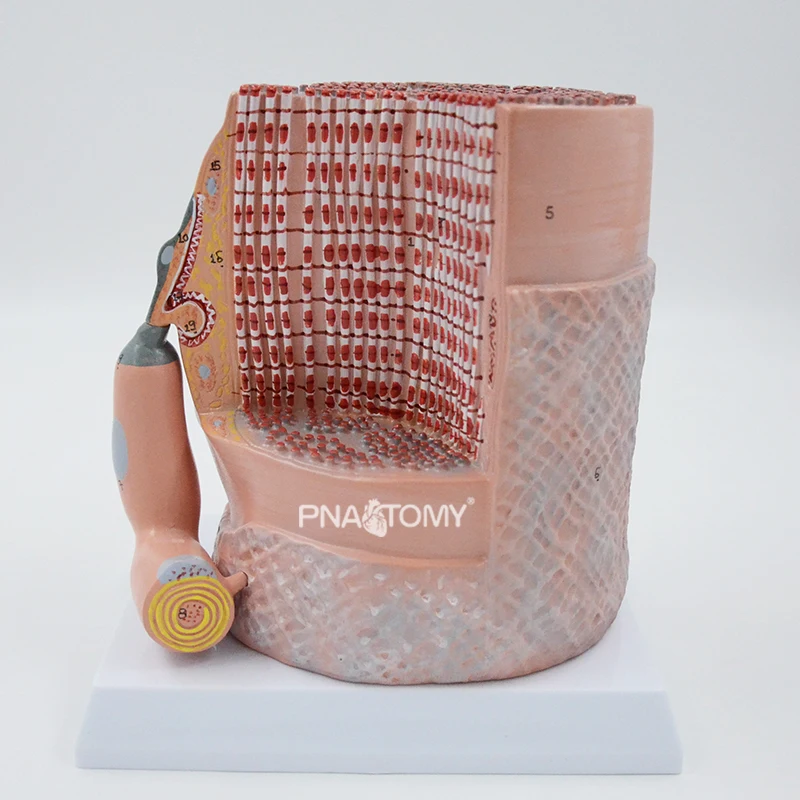 

Enlarged Model of Skeletal Muscle Fiber and Motor Endplate Teaching Resources Educational Equipment Human Anatomical Model