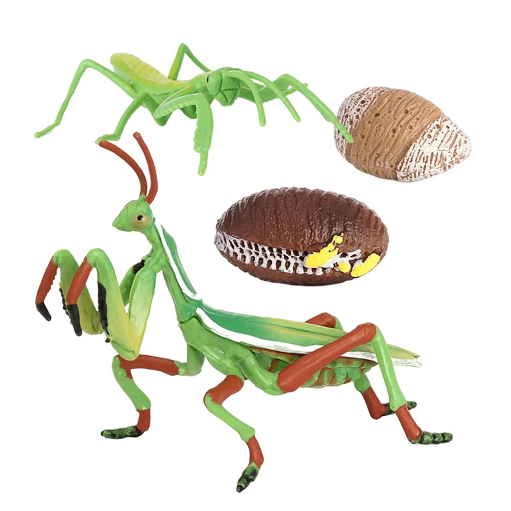 Ciclo de vida de un Montessori, 4 partes, proceso de crecimiento de insectos, aprendizaje educativo-2