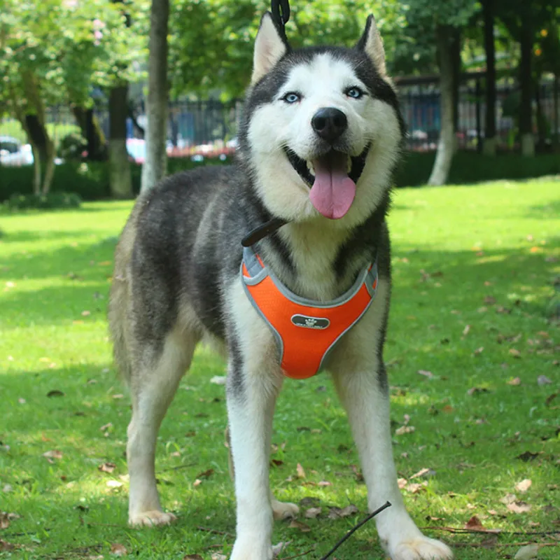 Товары для питомцев поводок собак комплект жилет светоотражающий дышащий