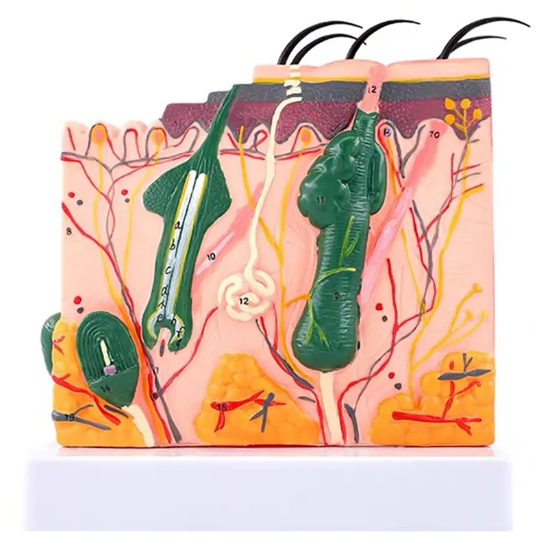 Виниловая кожа. Визитница карманная нлмк. Базальный слой кожи человека. Муляж кожи человека. Пласт кожи.