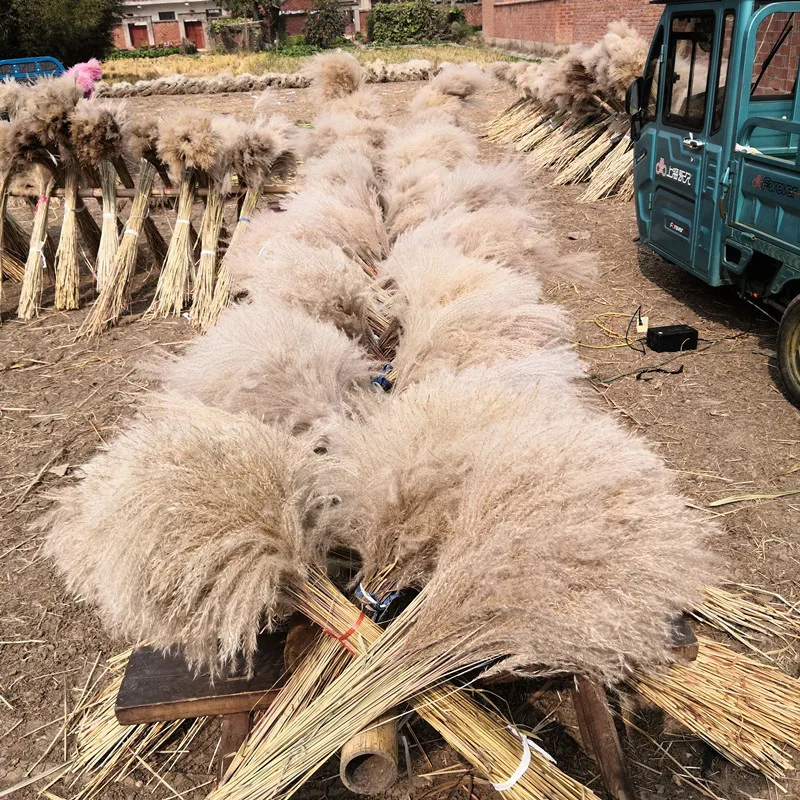 

Pampas Grass Wedding Flower Bunch Natural Plants Decor Home Decor Dried Flowers Artificial Flowers Fall Decor Real Flowers