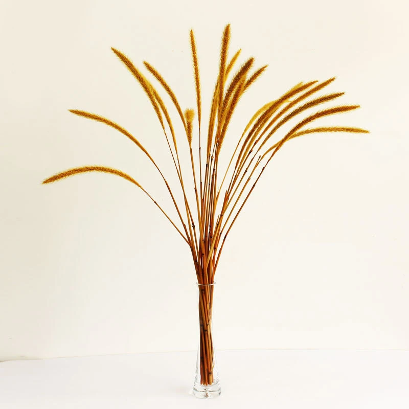 

20pcs Real Natural Dry Flowers Setaria Viridis Decorative Dried Plants Dog's Tail Grass Table Photo Decoration Accessory PLDI889