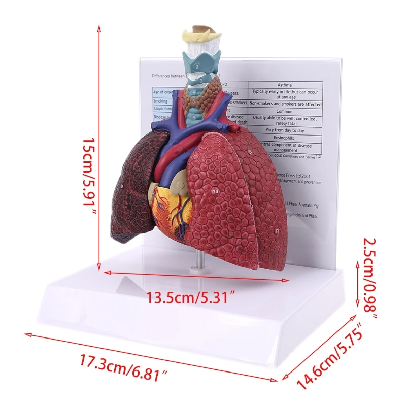 Модель легких человека в натуральную величину анатомическая дыхательная