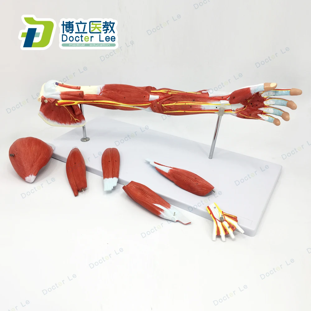 

7 Parts Upper Limbs Anatomical Model Muscle Anatomy Model