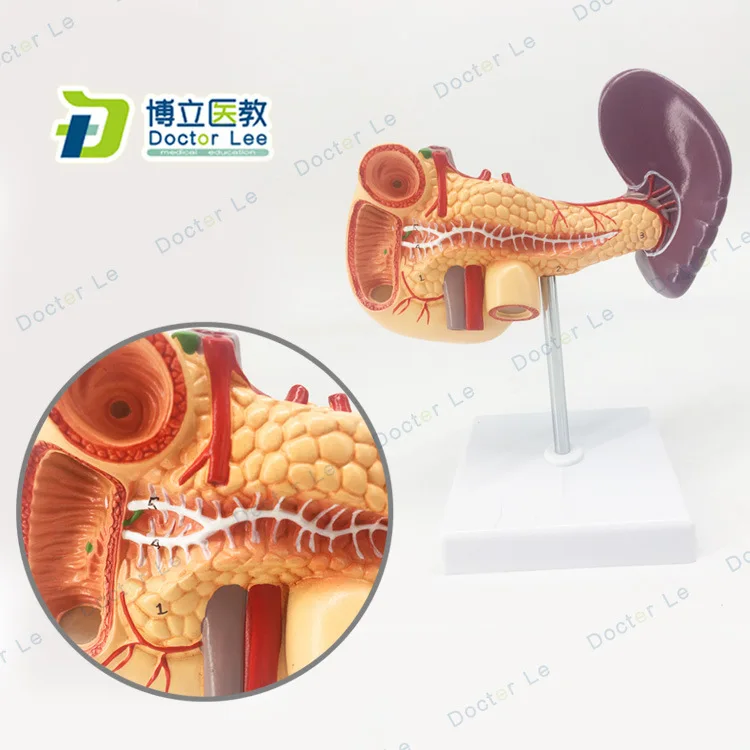 Анатомическая модель человека селезенки поджелудочной железы | Канцтовары для