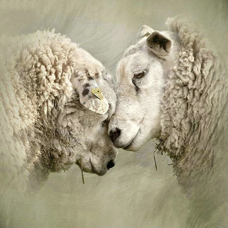 Полноразмерная и круглая алмазная живопись с двумя овчинами 5d, искусственная живопись, украшение для дома, Подарочная книга