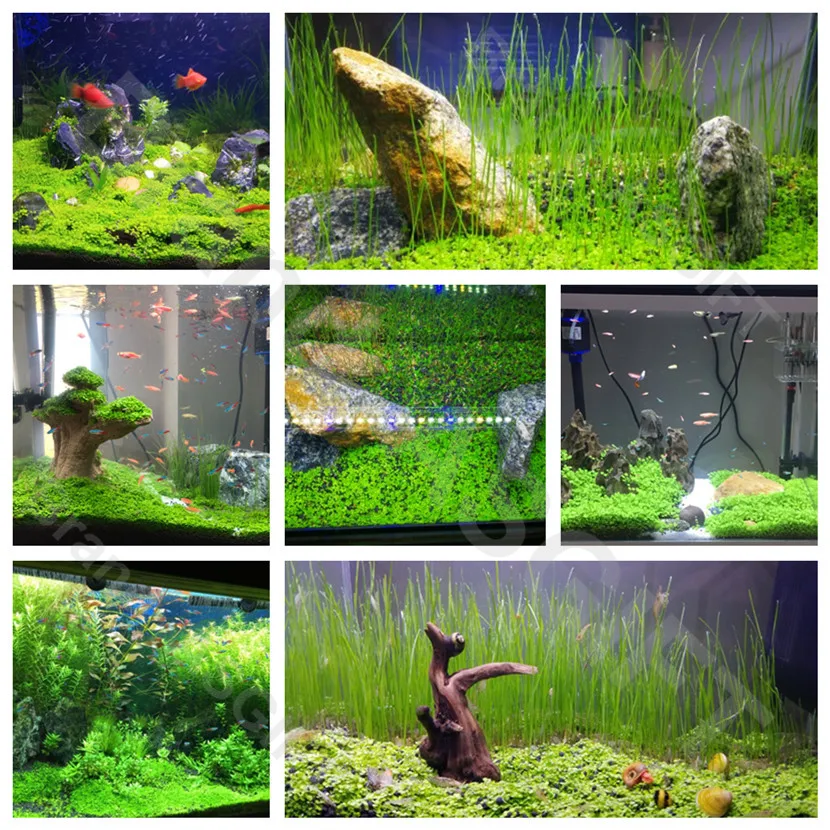 6 видов аквариумных растений водная трава гемиантус каллитрихоиды газон ковер