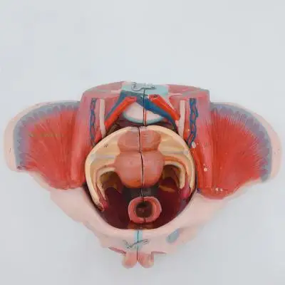 Модель таза для женщин из ПВХ модель тазового дна мышц и нервов с поясничной