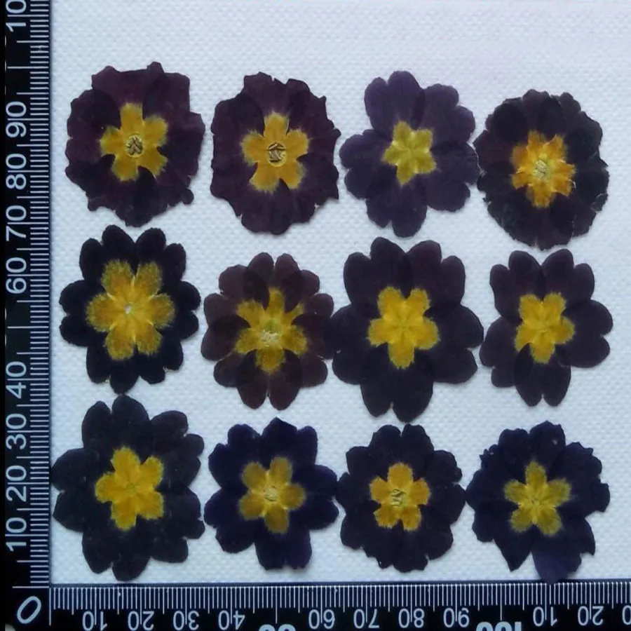 120 шт прессованный высушенный желтый/синий Jasminum Nudiflorum Цветочные растения