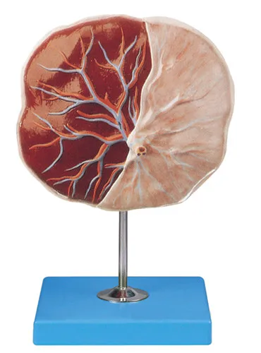 Анатомическая плацента модель | Канцтовары для офиса и дома