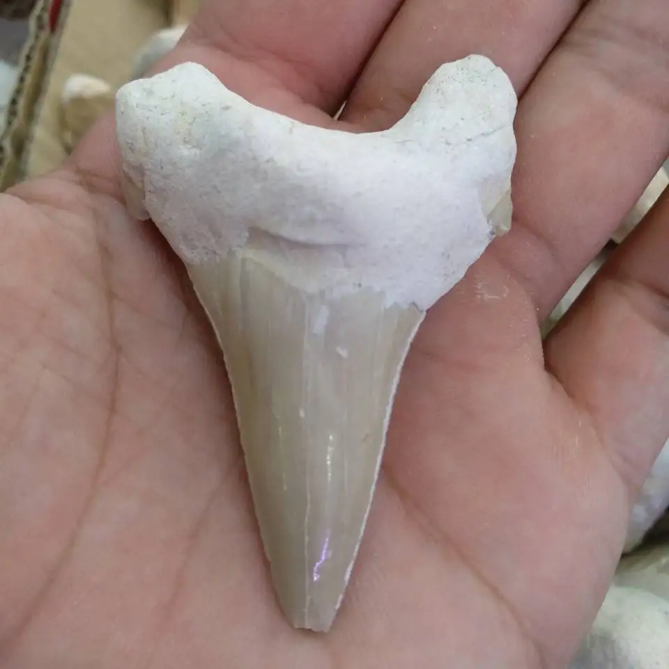1 шт. огромные красивые Megalodon ископаемый зуб Shark Teeth | Дом и сад