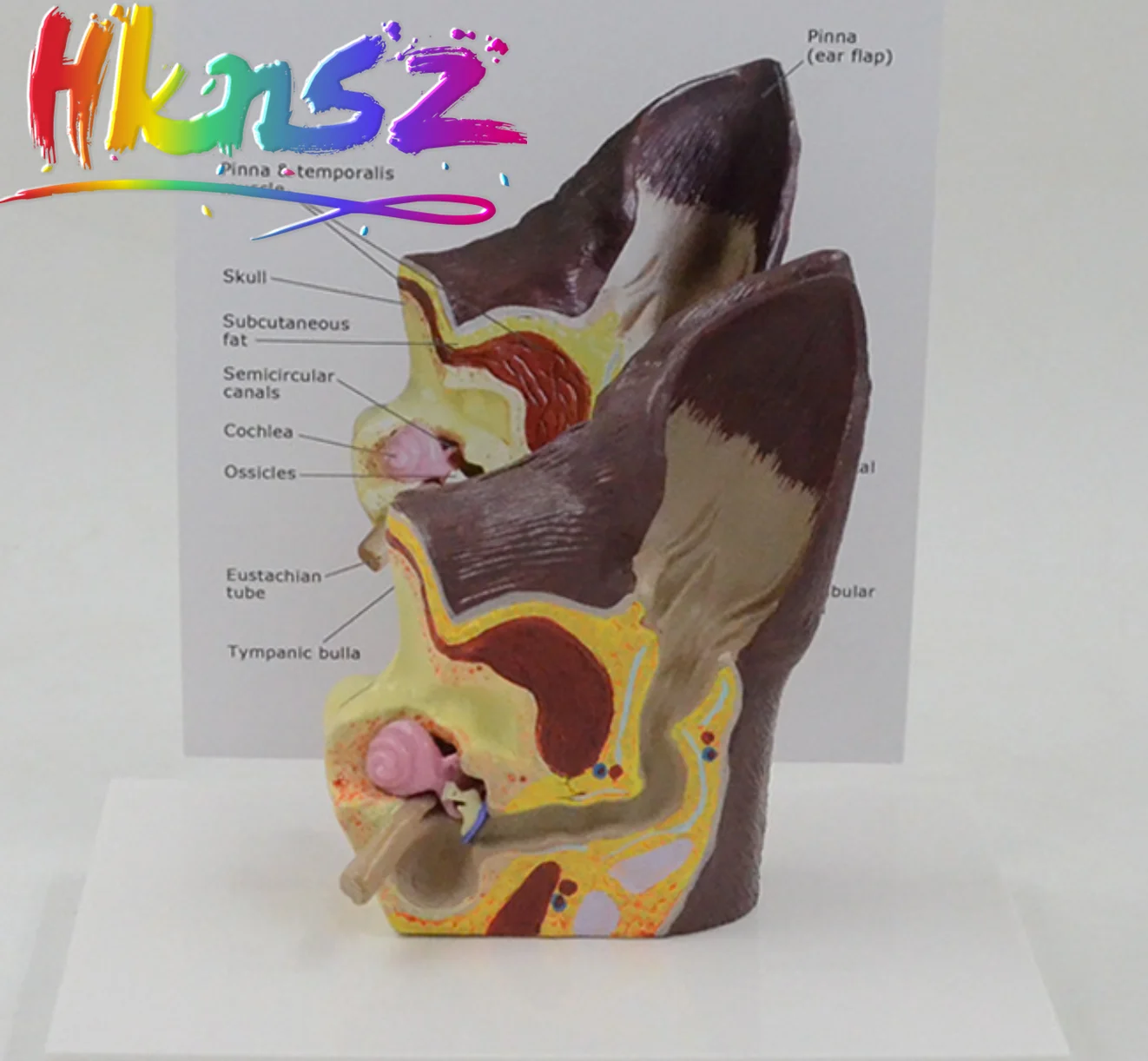 

Dog Ear Lesion Animal Anatomical Model Veterinary Science Aids Teaching Research