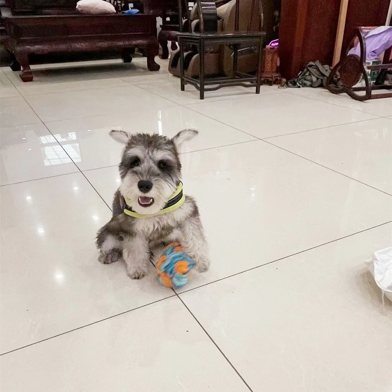 Игрушка-пазл для собак с мячом медленного дозирования | Дом и сад