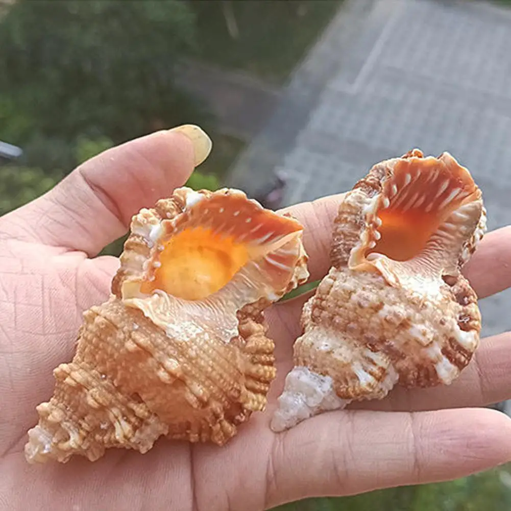 

Fish Tank Fishing Net Large Natural Sea Shells Beach Nautical Decor Home Shell Crafts Specimen Party Wedding Decor Y9Q7