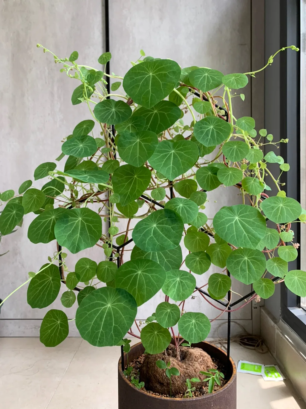 

Metal Plant Climbing Trellis Garden Diy Potted Climbing Lattice Shaped Plant Trellis Garden Mini Frame Plant Climbing Stand #751