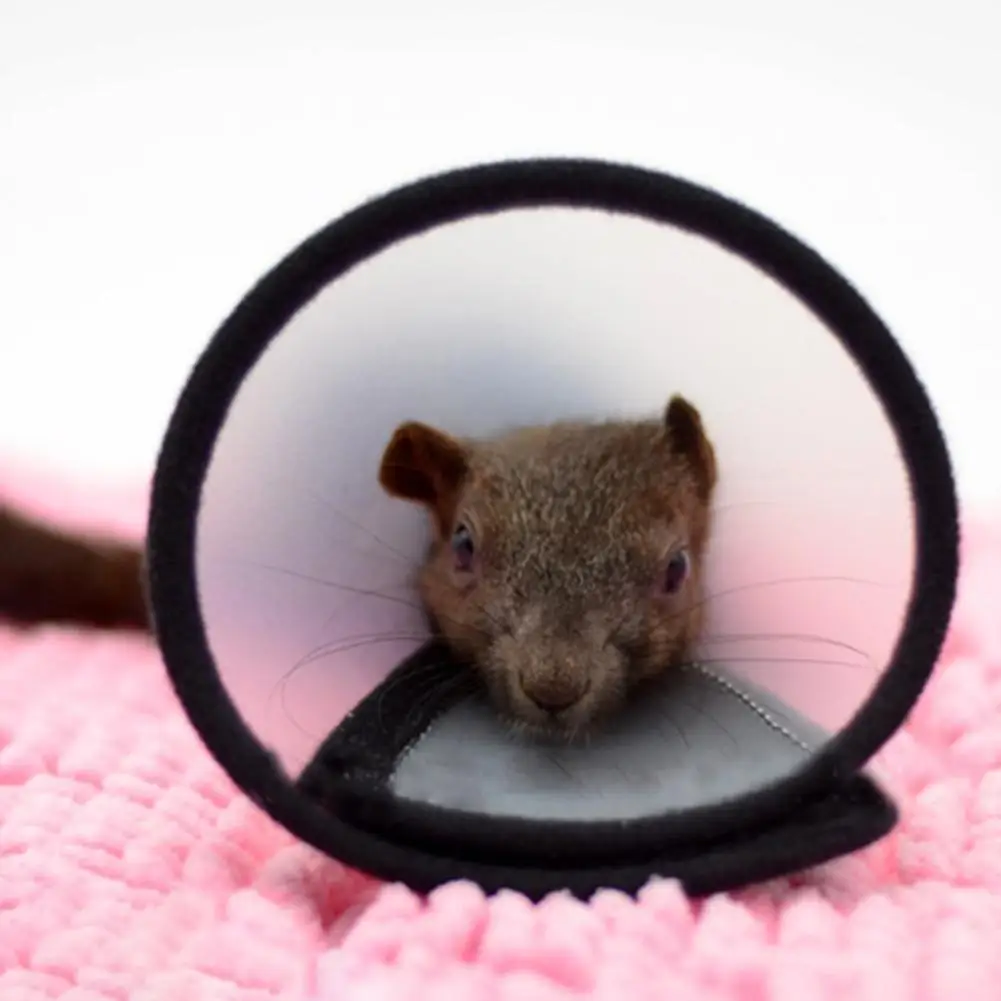 Защитный конус для шеи грызунов хомяков кроликов|Ошейники упряжки и поводки| |