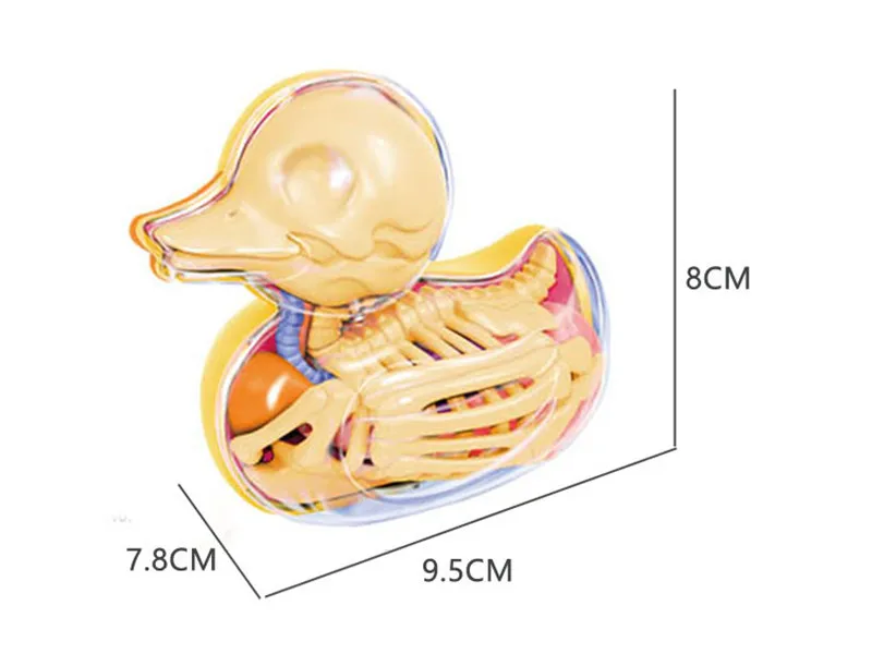 6parts 4d Yellow Duck Skeleton Transparent Puzzle Assembled Toy Perspective Bone Anatomical Model Veterinary |