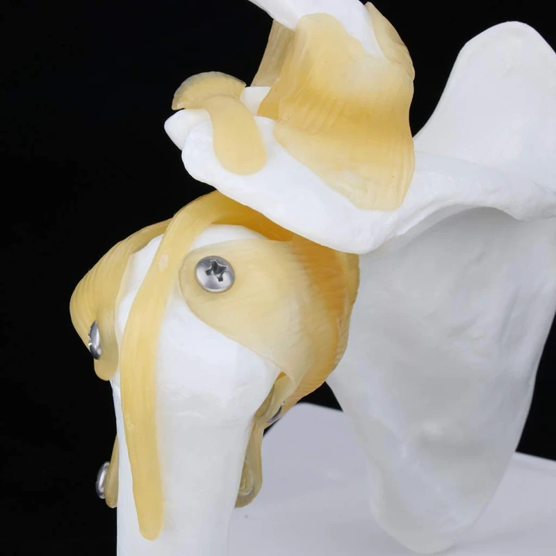 

1:1 Life-Size Functional Anatomical Model of Human Shoulder Joint Model(White)