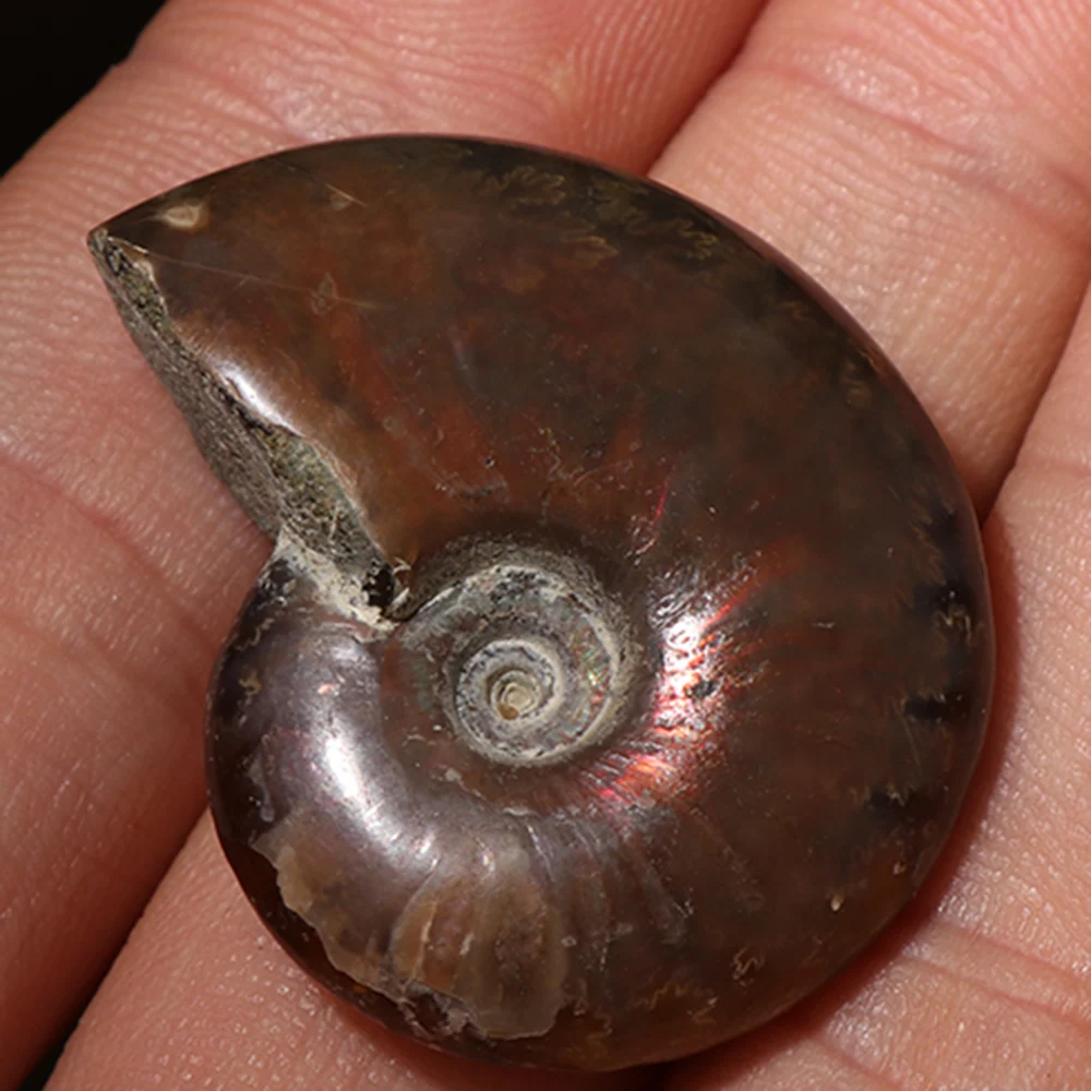 Натуральный переливающийся аммонит 25 мм 30 аммолитовый гранат образец