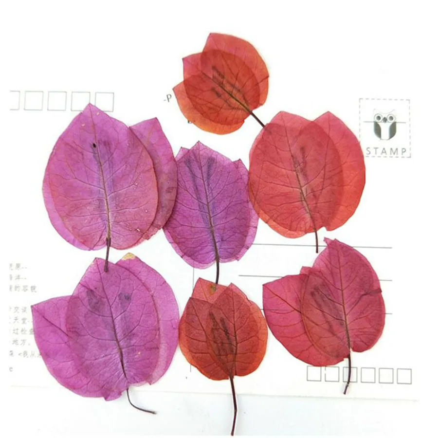 

60pcs Pressed Dried Bougainvillea Glabra Plants Herbarium For Jewelry iPhone Phone Case Photo Frame DIY Making Accessories