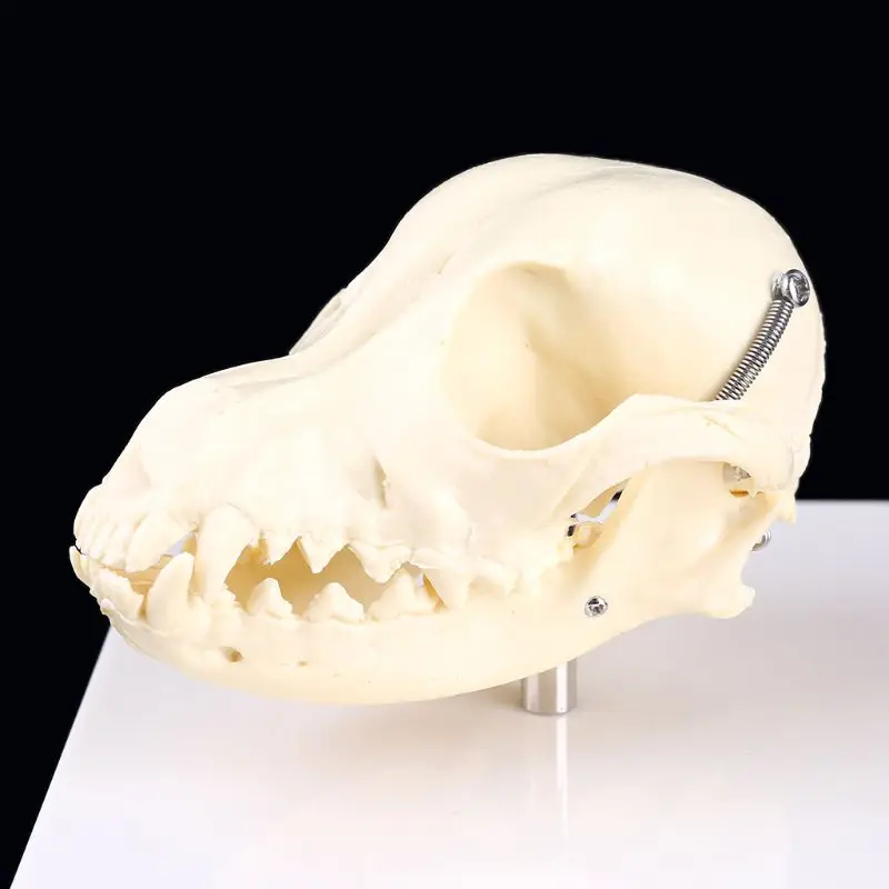 

Canine Dog Skull Model Anatomy Skeleton Veterinary Specimen Teaching Display